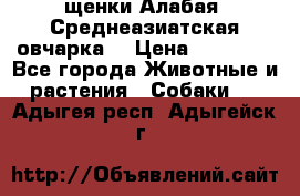 щенки Алабая (Среднеазиатская овчарка) › Цена ­ 15 000 - Все города Животные и растения » Собаки   . Адыгея респ.,Адыгейск г.